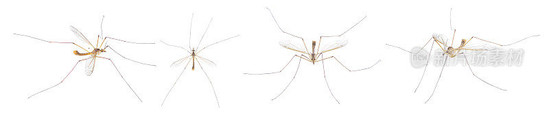 鹤属动物Tipula Sayi daddy长腿，高清晰度，极端聚焦和景深，孤立在白色背景上。常被误认为是较大的蚊子。四个视图